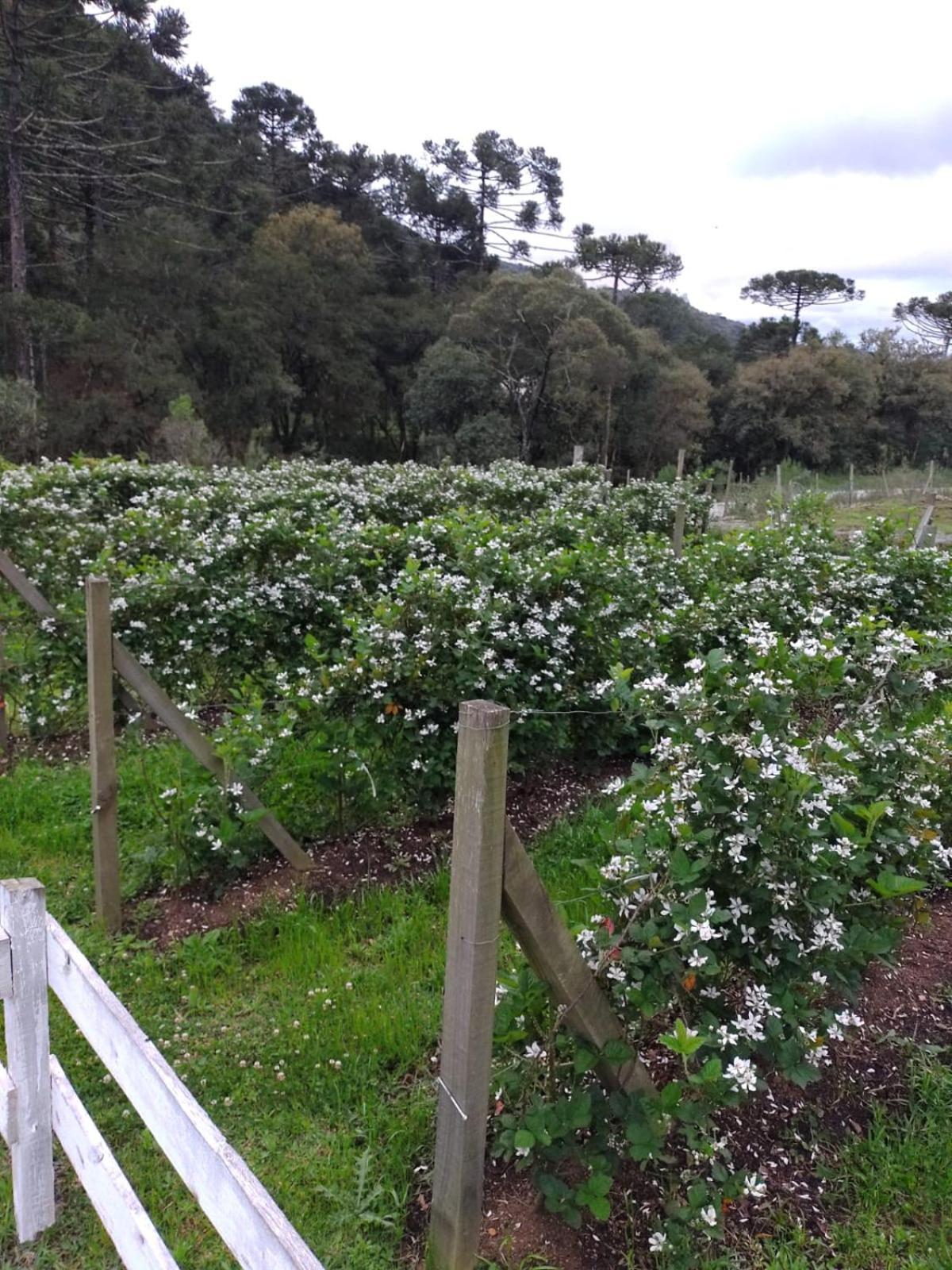 Pousada Nó de Pinho Urubici Ngoại thất bức ảnh